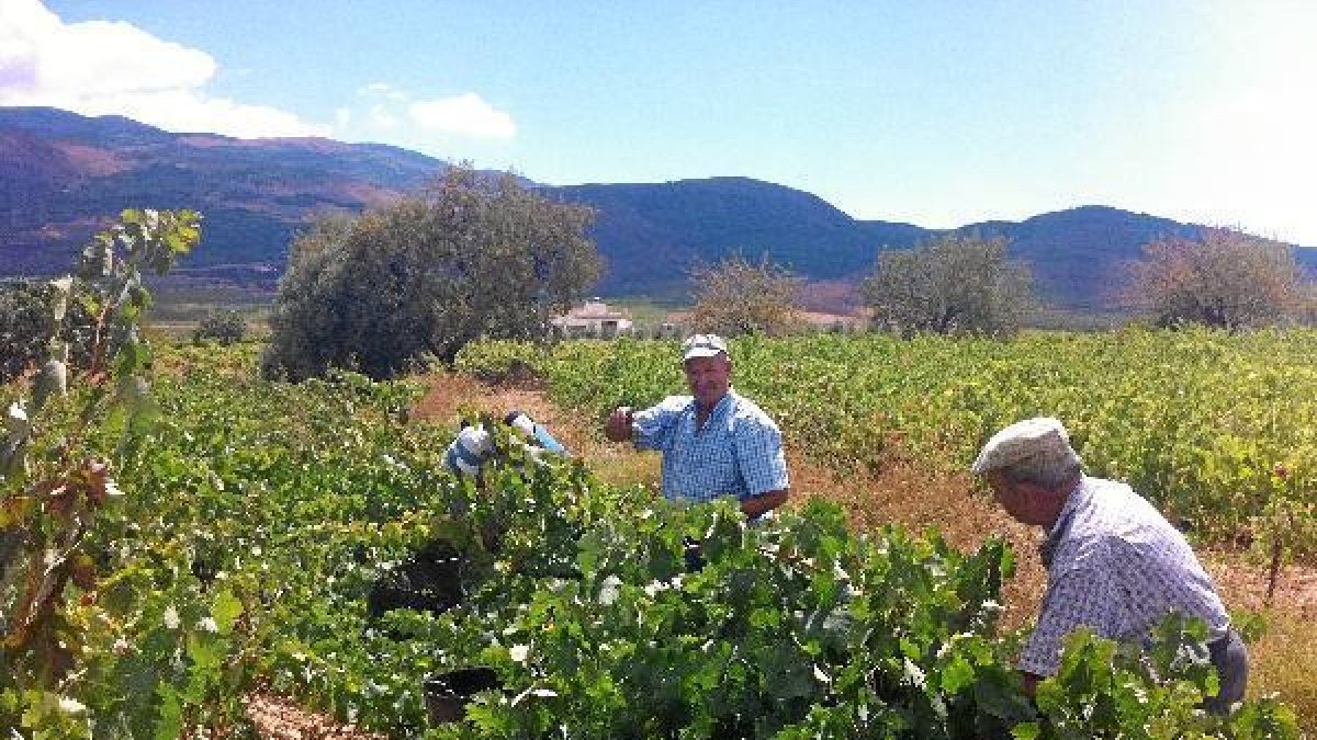 Los viticultores perdieron casi toda la cosecha de 2014.