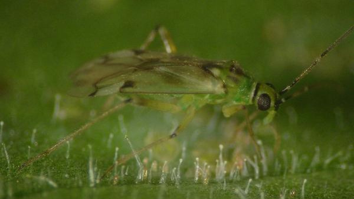 Nesidiocoris comiendo Bemisia Tabaci.