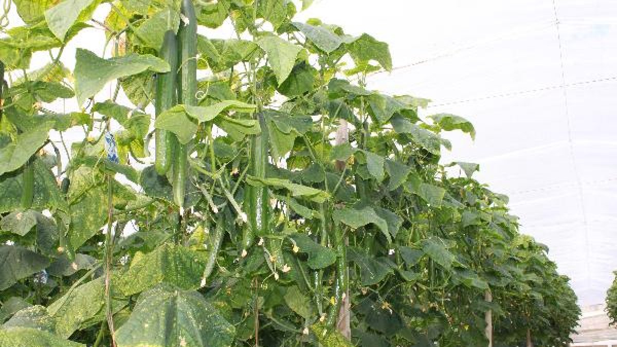 Cultivo de pepino.