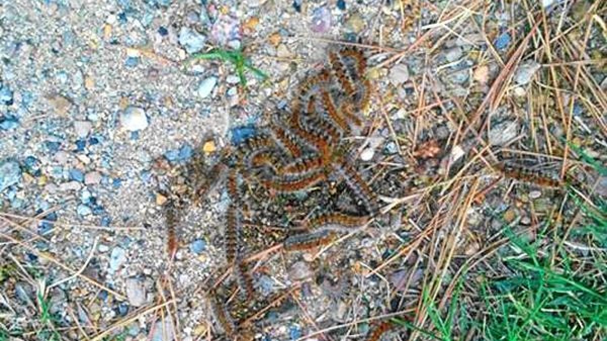 Plaga de procesionaria en el parque de Los Pinos de El Alquián.