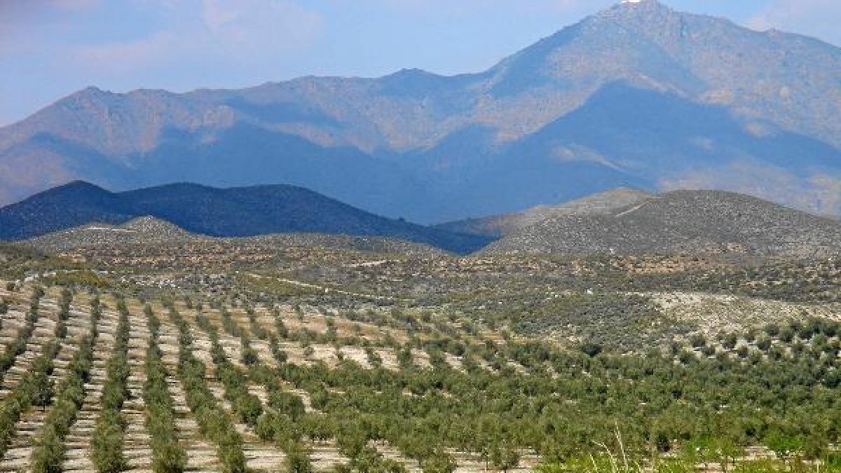 Olivos en Tabernas