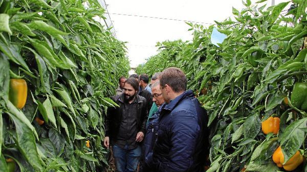 Zeraim  mostró el excelente resultados de sus variedades de pimiento california.