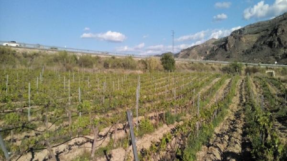 El concurso busca incentivar el cultivo de viñedos en el Valle del Almanzora