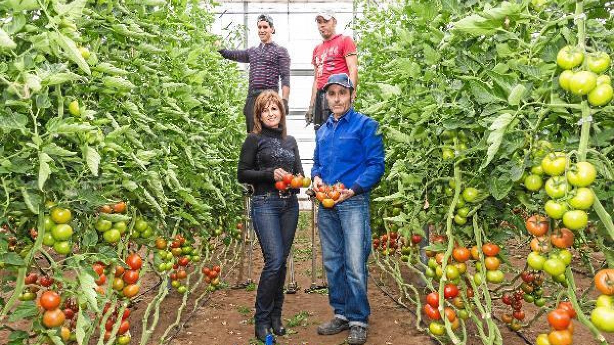 Trabajadores en un invernadero de tomate.