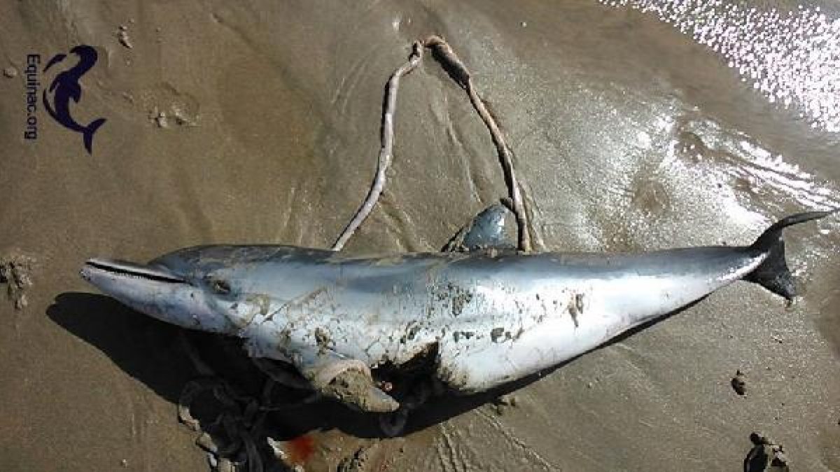 Delfín que ha aparecido muerto en la costa nijareña.