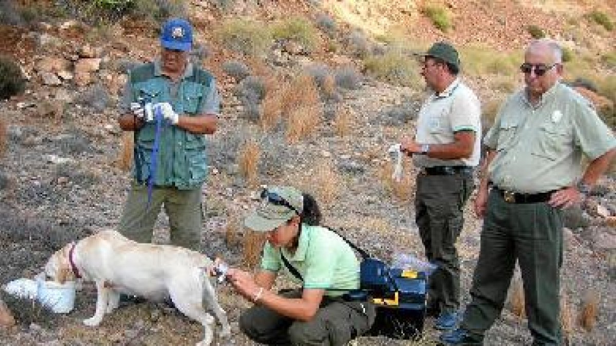 Uno de los perros de la UCE buscando cebos envenenados
