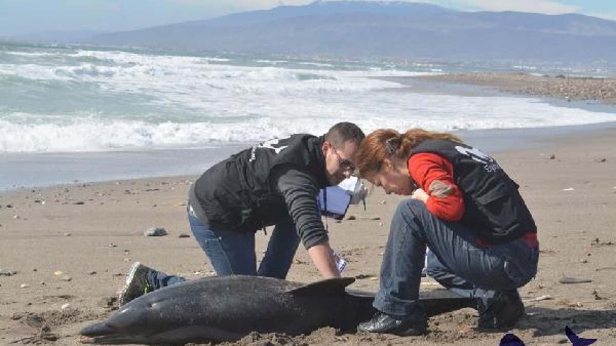 Miembros de Equinac junto al delfín hallado muerto en Torregarcía.