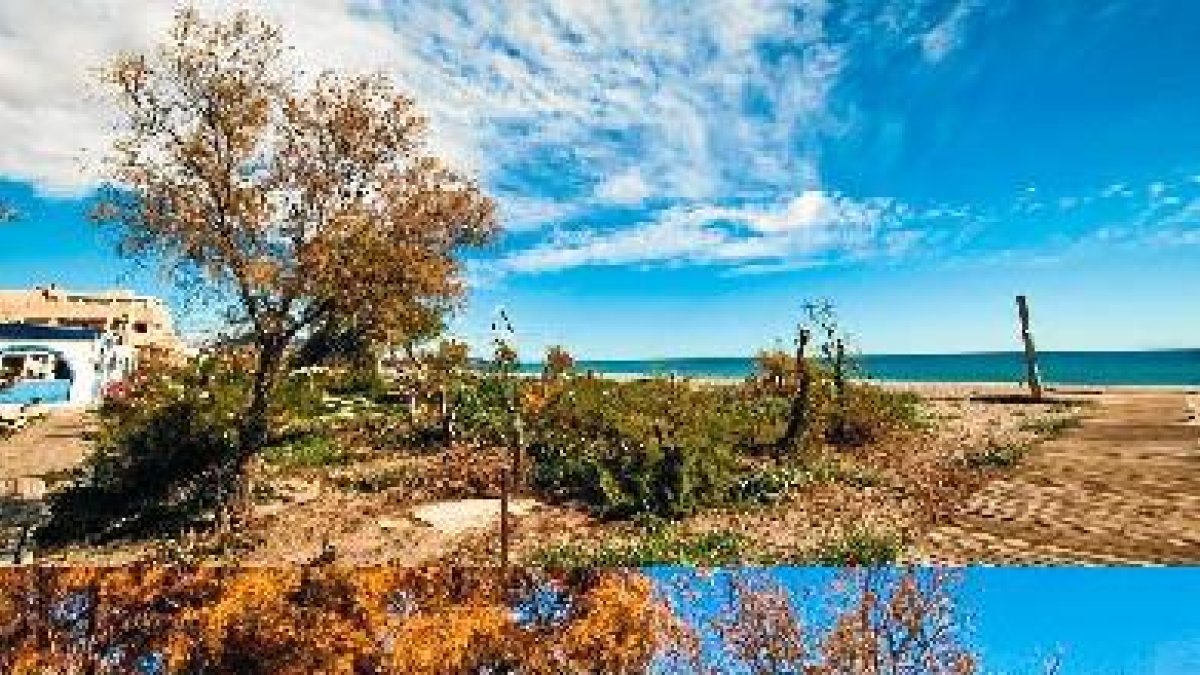 Los árboles talados se ven en la imagen de abajo