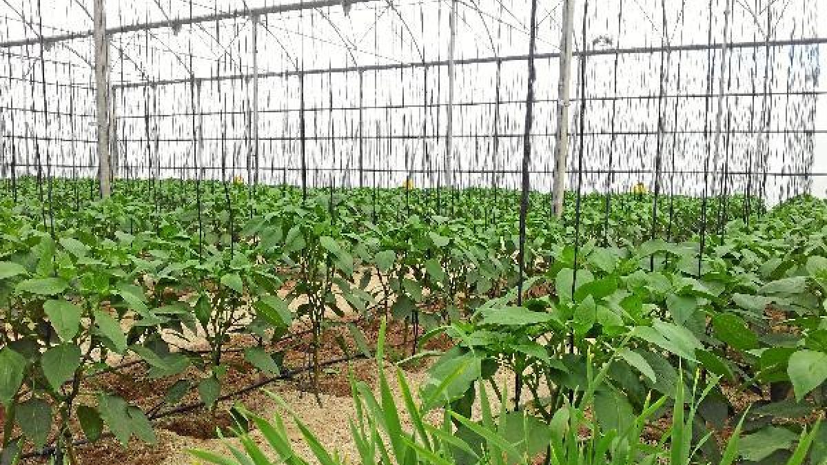 Invernadero en la provincia de Almería