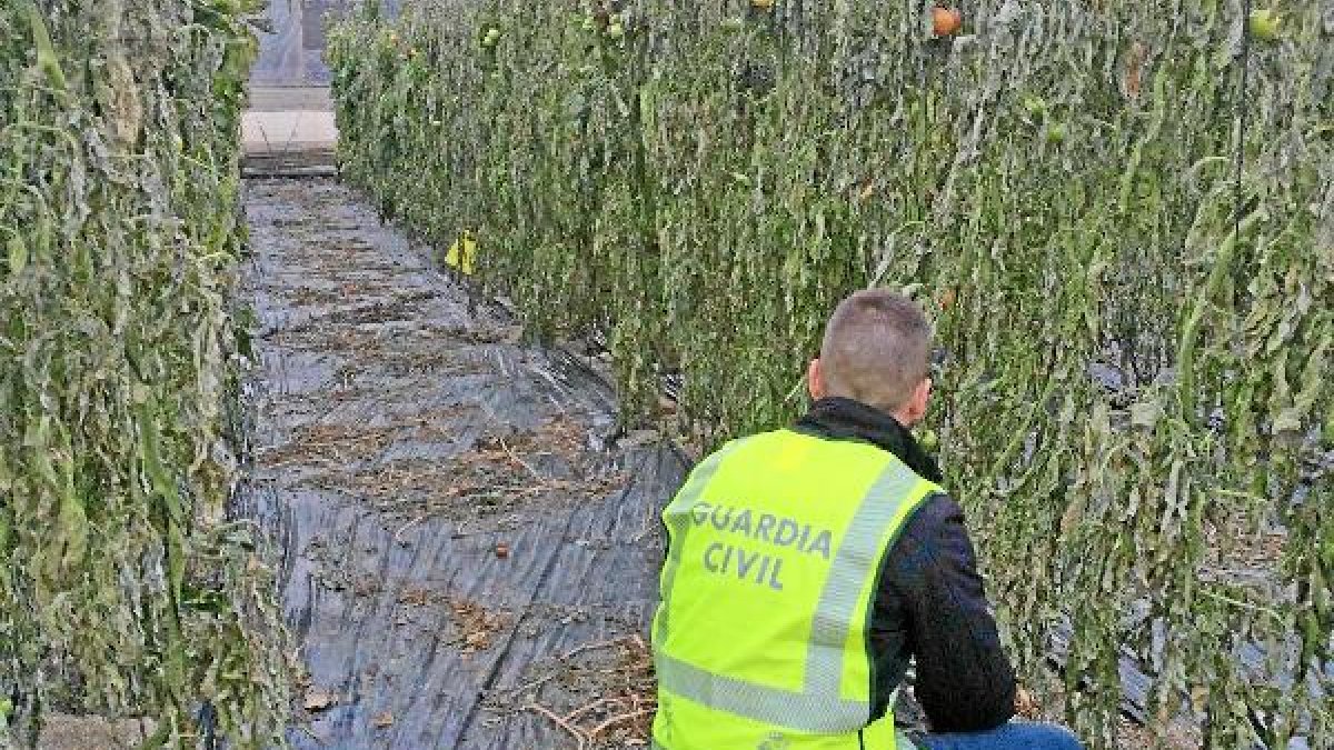Plantas de tomate arrancadas en el invernadero.