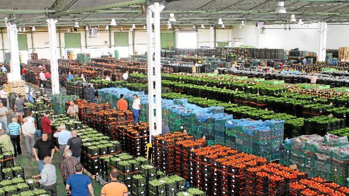 Los precios de los hortalizas almerienses suben en origen