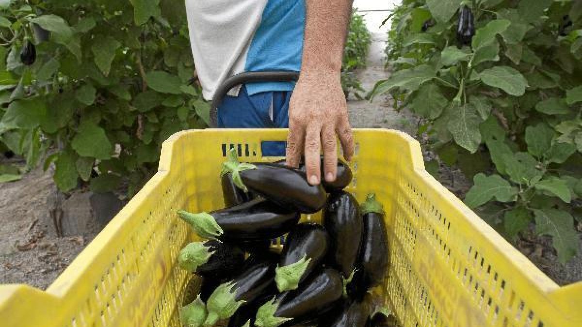 La berenjena cotiza por encim,a del euro el kilo