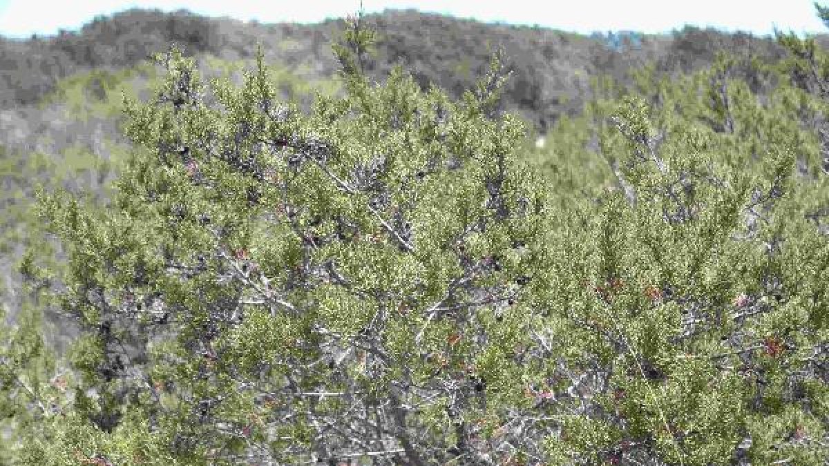 El paraje de Punta Entinas es uno de los espacios donde se pueden encontrar saladares.