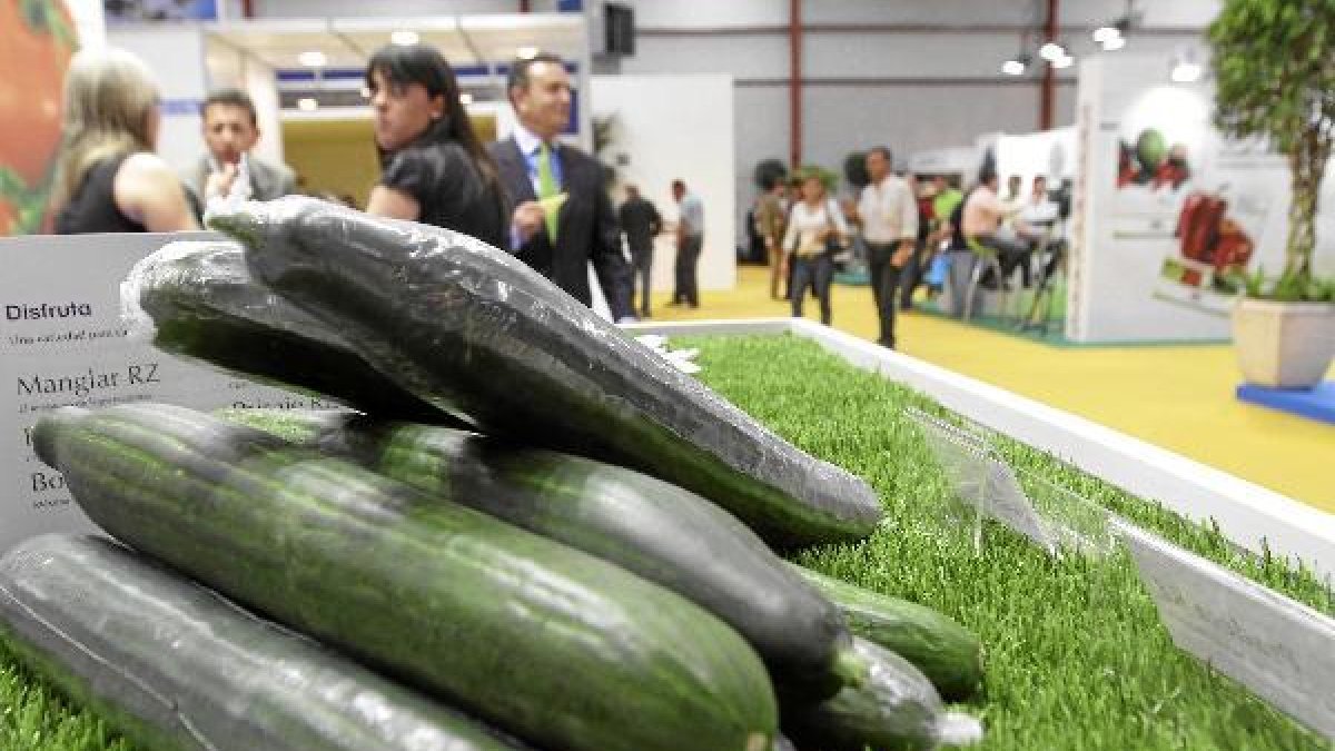 El pepino es el tercer producto en volumen