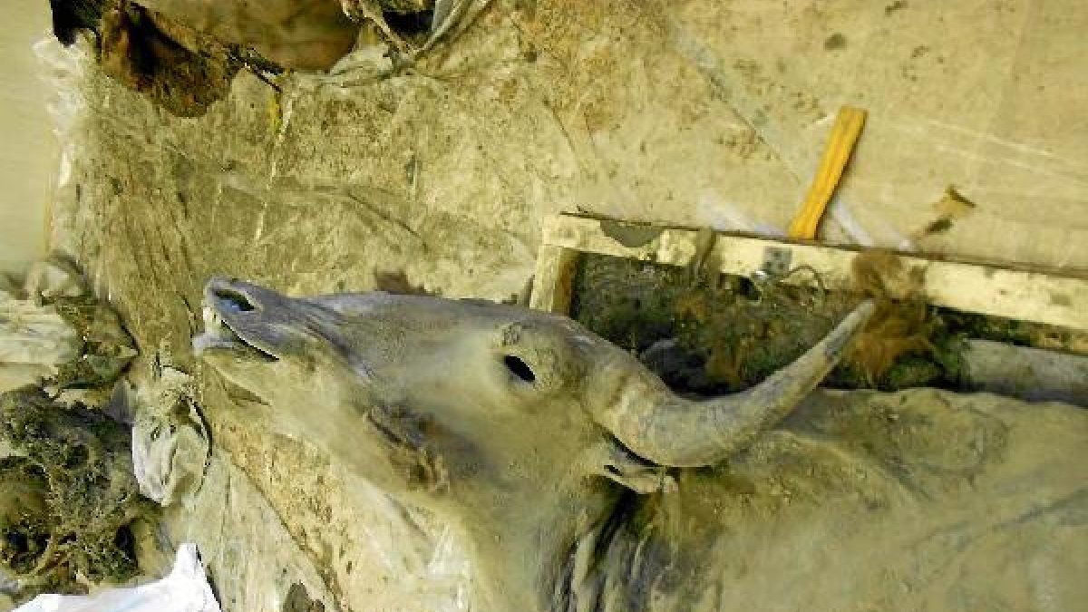 Reproducción de una cabeza de bisonte.