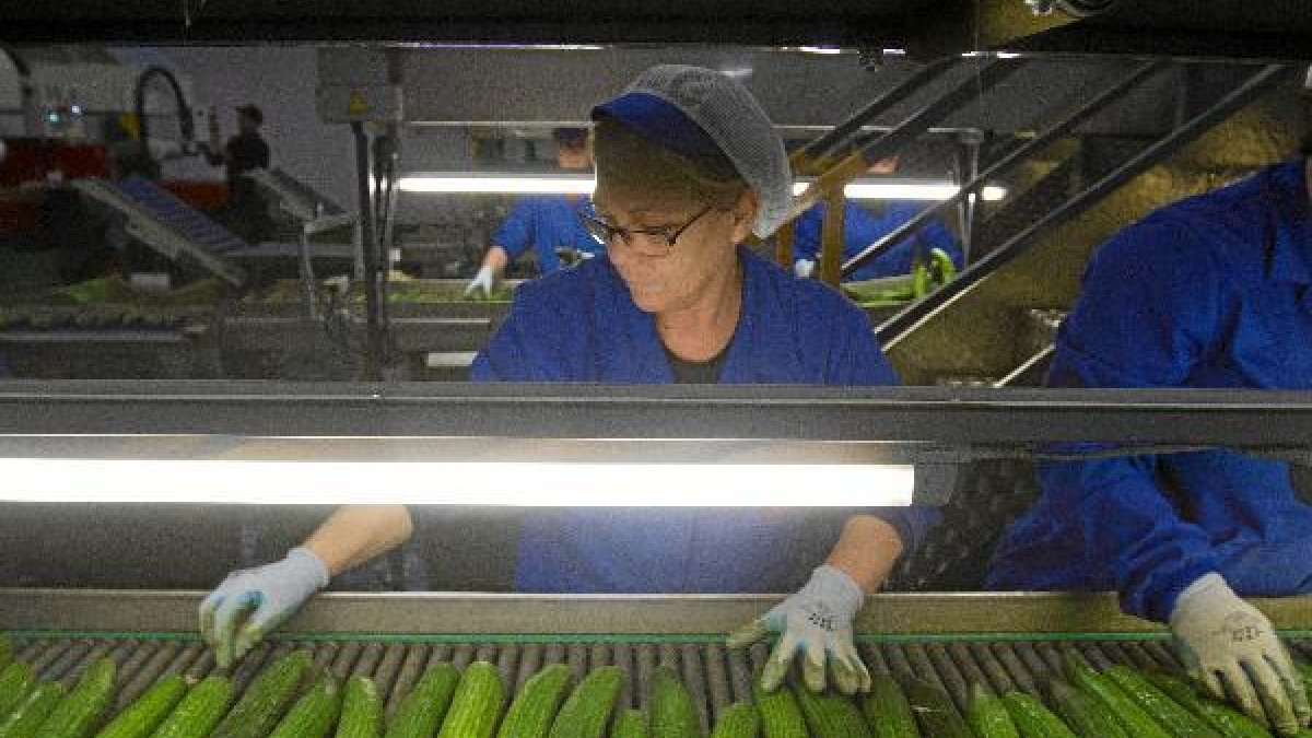 Manipulado de pepino en una cooperativa.