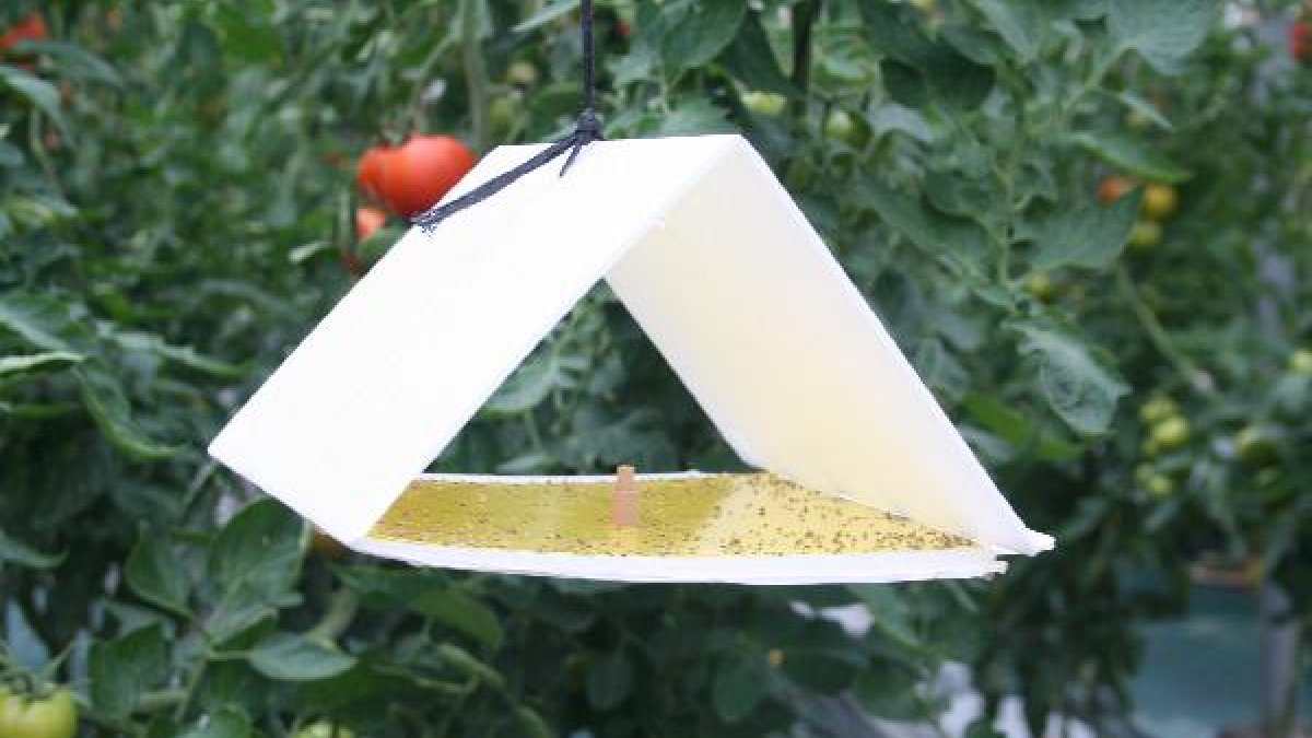 Almería es pionera en el control biológico de plagas en cultivos hortícolas.