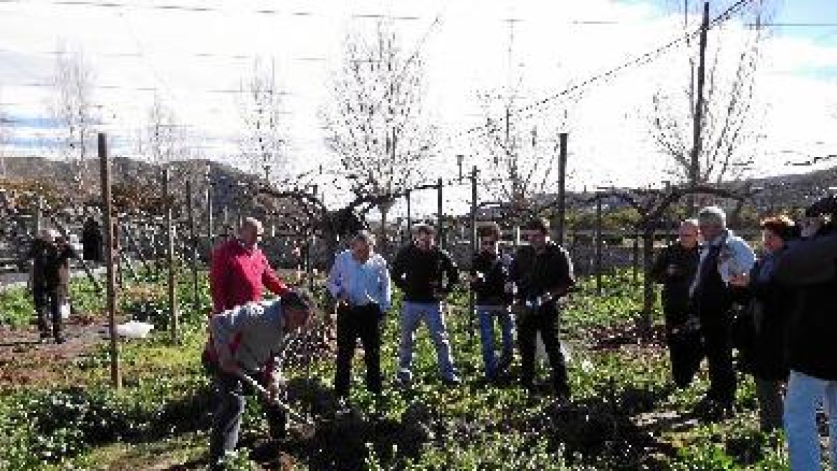 Parral de variedades históricas de uva en Terque