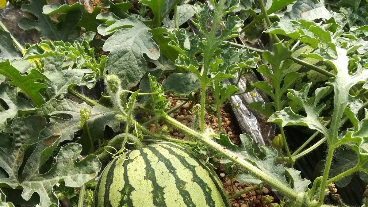 La sandía aumenta su superficie cada año en Almería gracias al cumplimiento de los requisitos de calidad.
