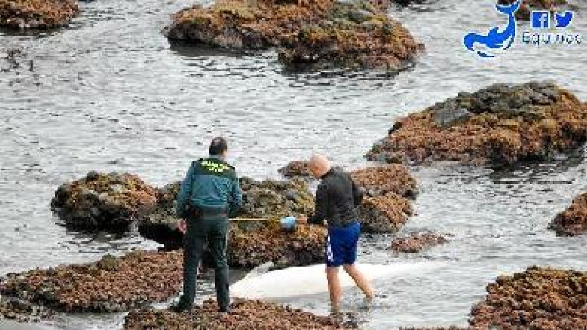 Calderón gris varado entre rocas en Genoveses.