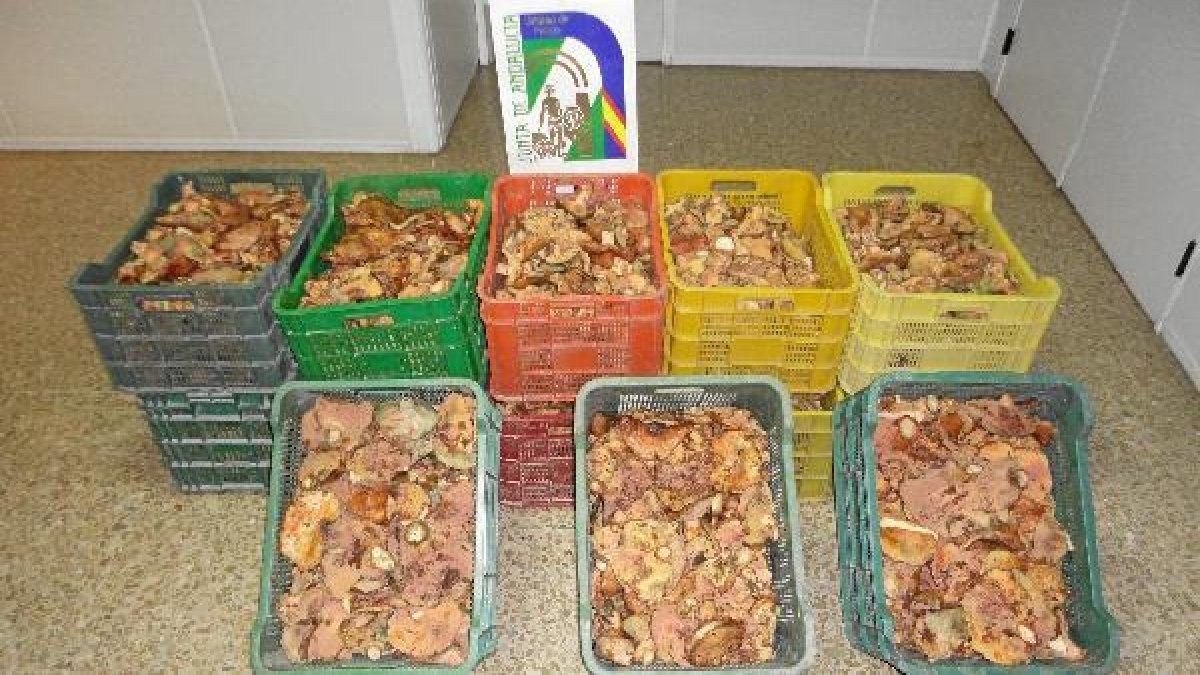 Cajas con los níscalos decomisados en la zona de Sierra Nevada.