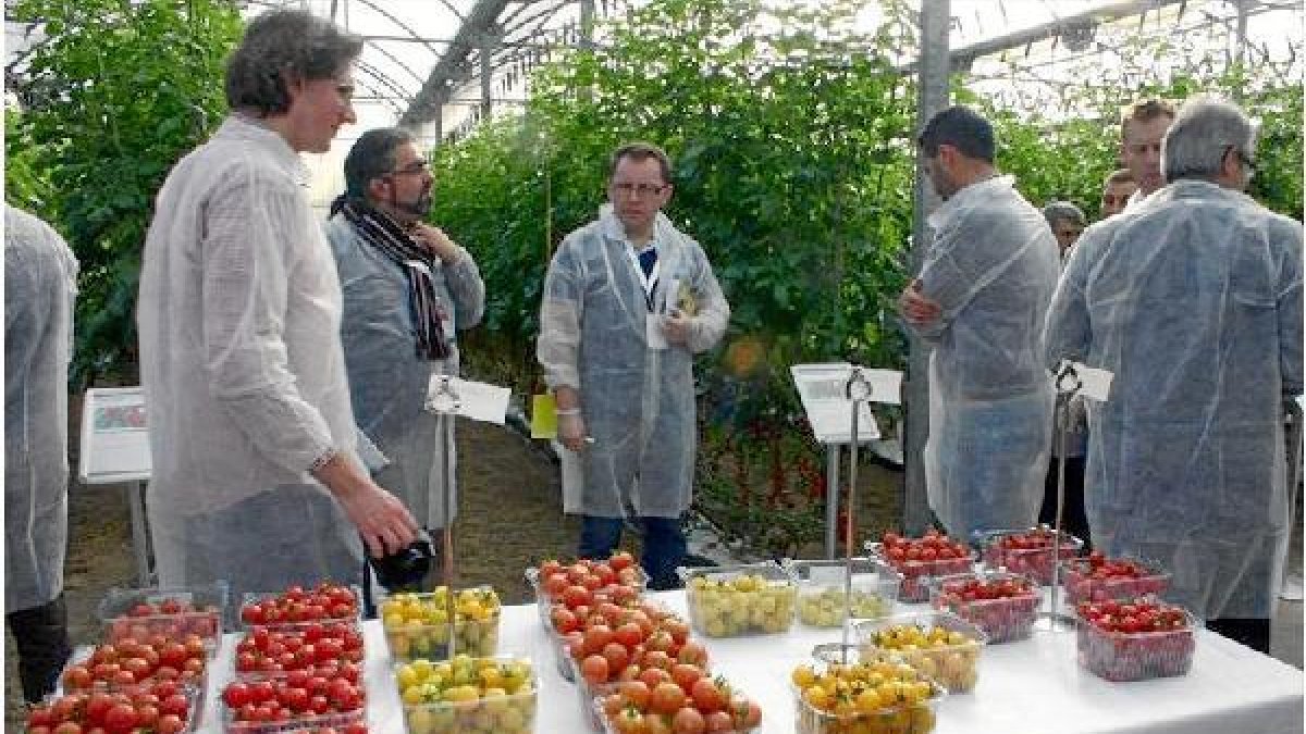 Las casas de semillas han innovado en este tipo de productos