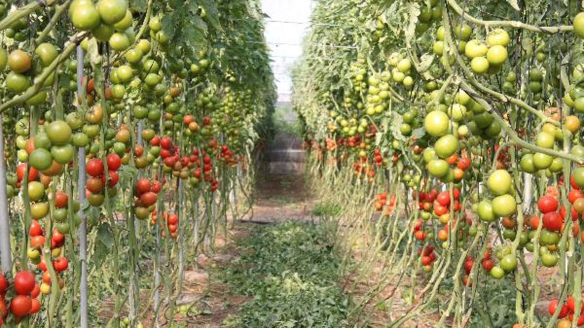 Explotación de tomate en un invernadero de El Ejido.