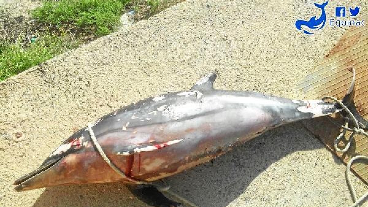 Se trata de un delfín joven, de 1,40 metros de longitud.