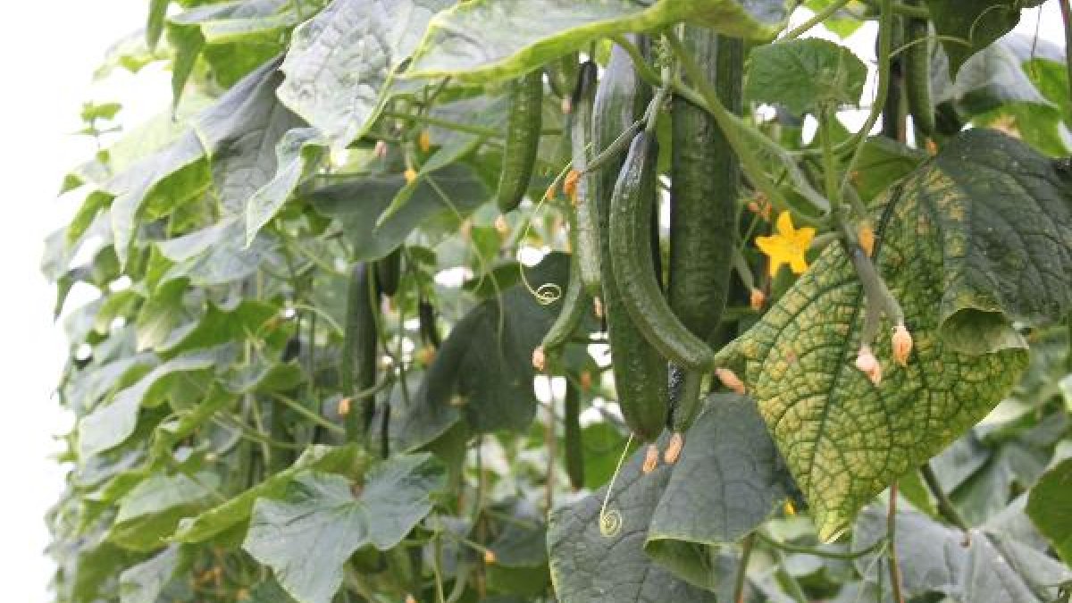 Cultivo de pepino.