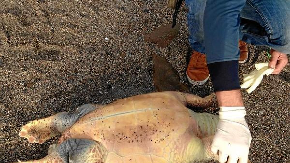 Un voluntario de Equinac junto al ejemplar de tortuga boba.