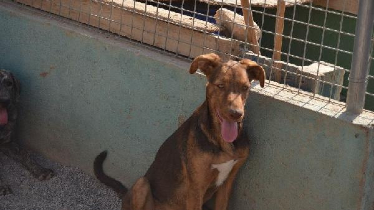 Olivia, uno de los animales que esperan una adopción.