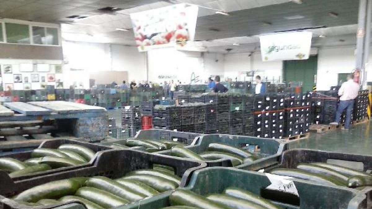 Cajas de calabacín en la subasta de Agrupaejido.