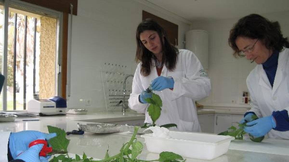 Técnicas del Ifapa del Centro de La Mojonera analizan unas plantas.
