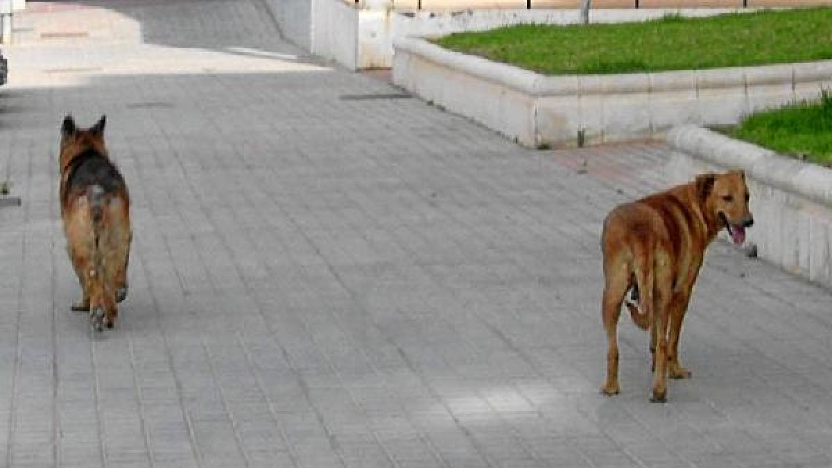 Perro callejeros en una foto de archivo