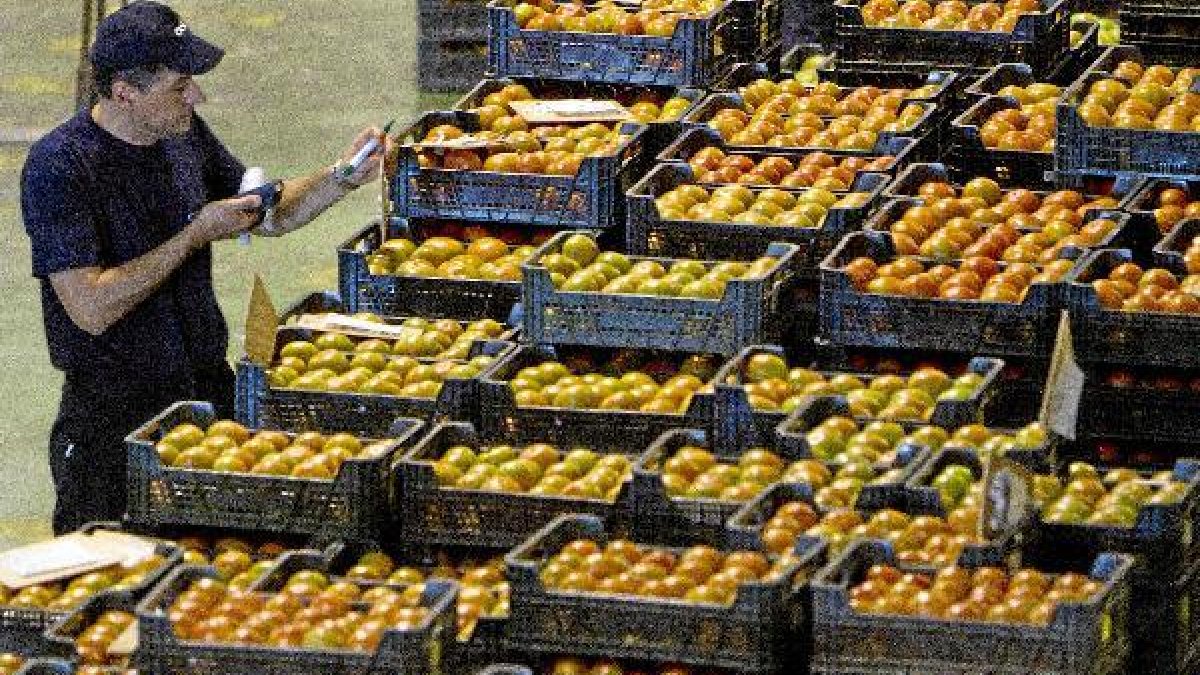 Almería produce tomate de calidad a buen precio