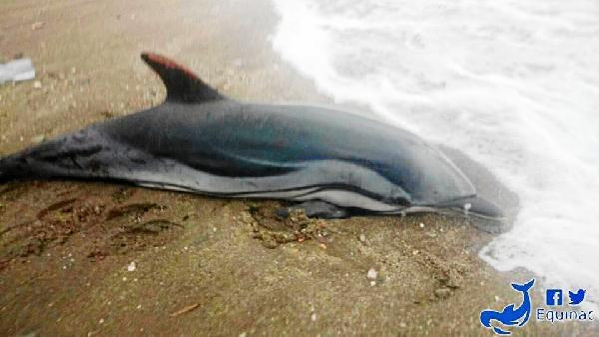 Ejemplar de delfín listado varado ayer en la playa.