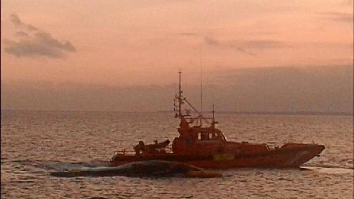 La ballena, en alta mar
