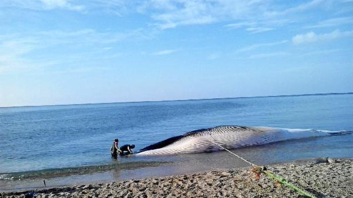 Dos voluntarios de Equinac, junto con la ballena varada en la playa de Torregarcía, en el término mu