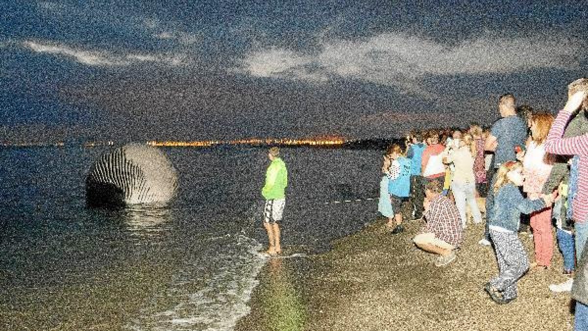 Imagen de la ballena, ya en la orilla.