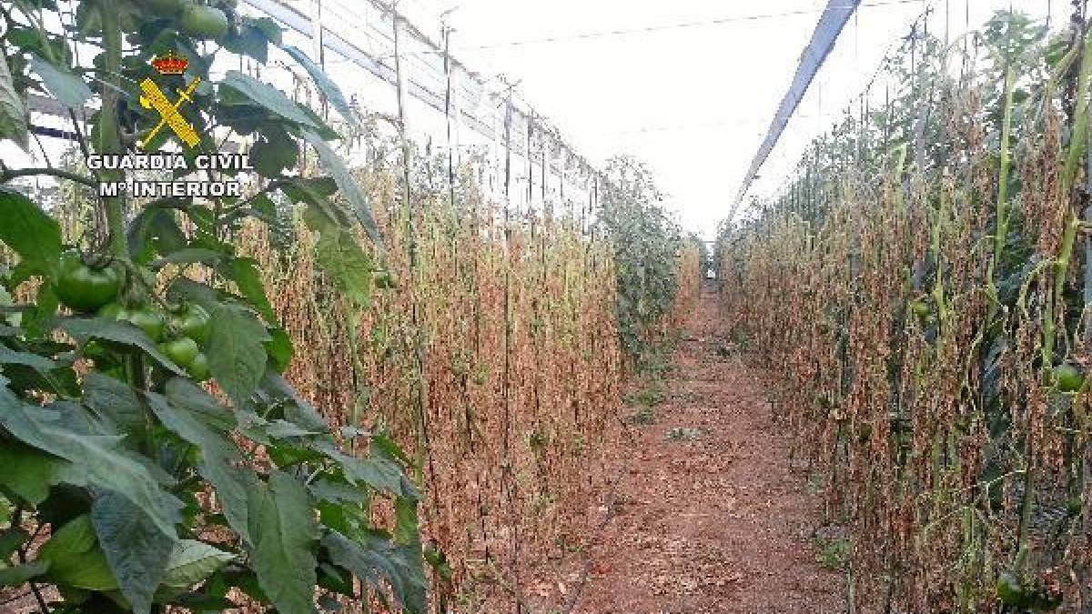 Invernadero destrozado