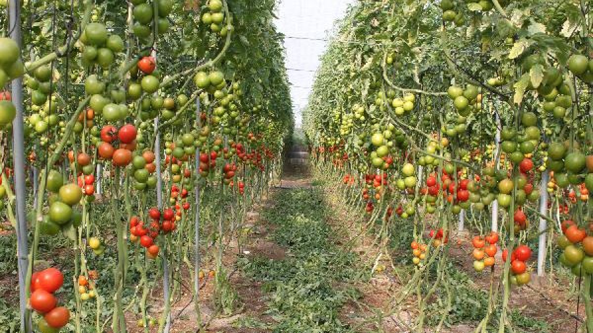 Cultivo de tomates.