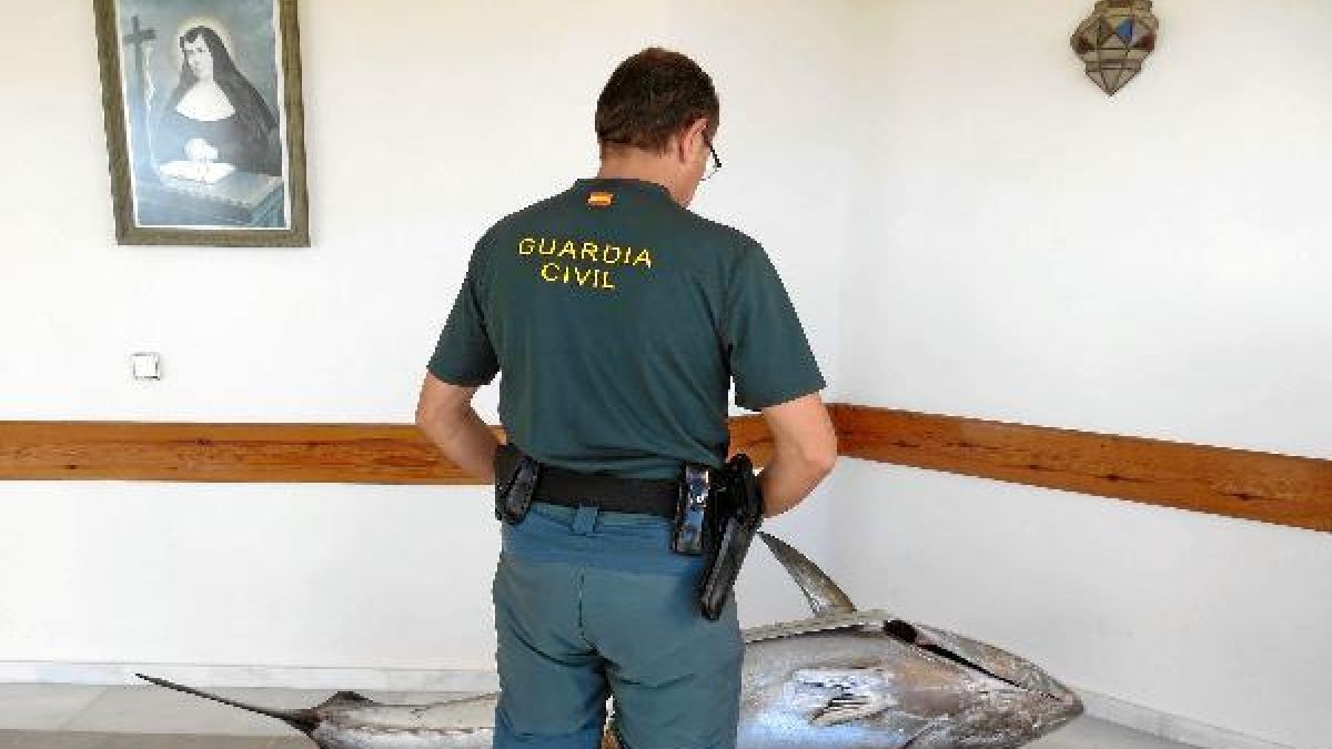 Un agente observa el ejemplar de atún rojo capturado ilegalmente.