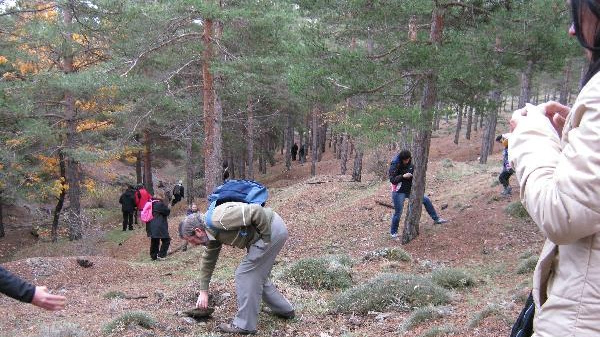Recogida de setas realizada recientemente durante unas jornadas micológicas en la Sierra de Los Fila