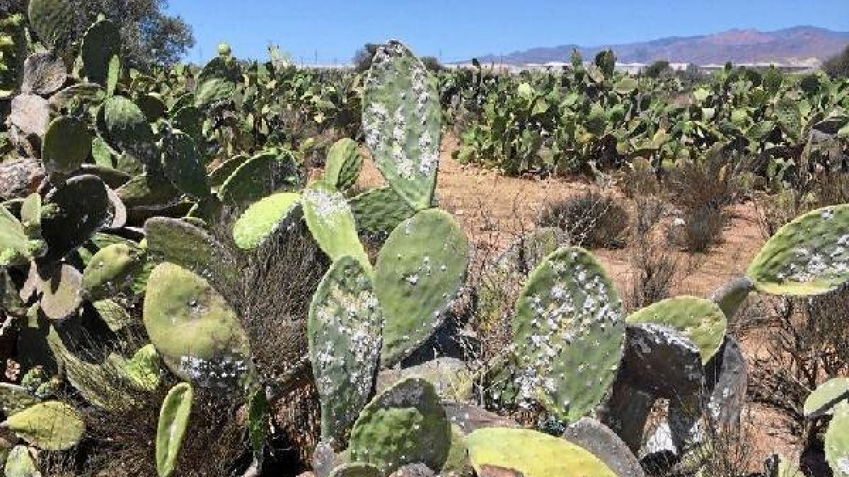 Chumbera almeriense afectada por la plaga de la cochinilla