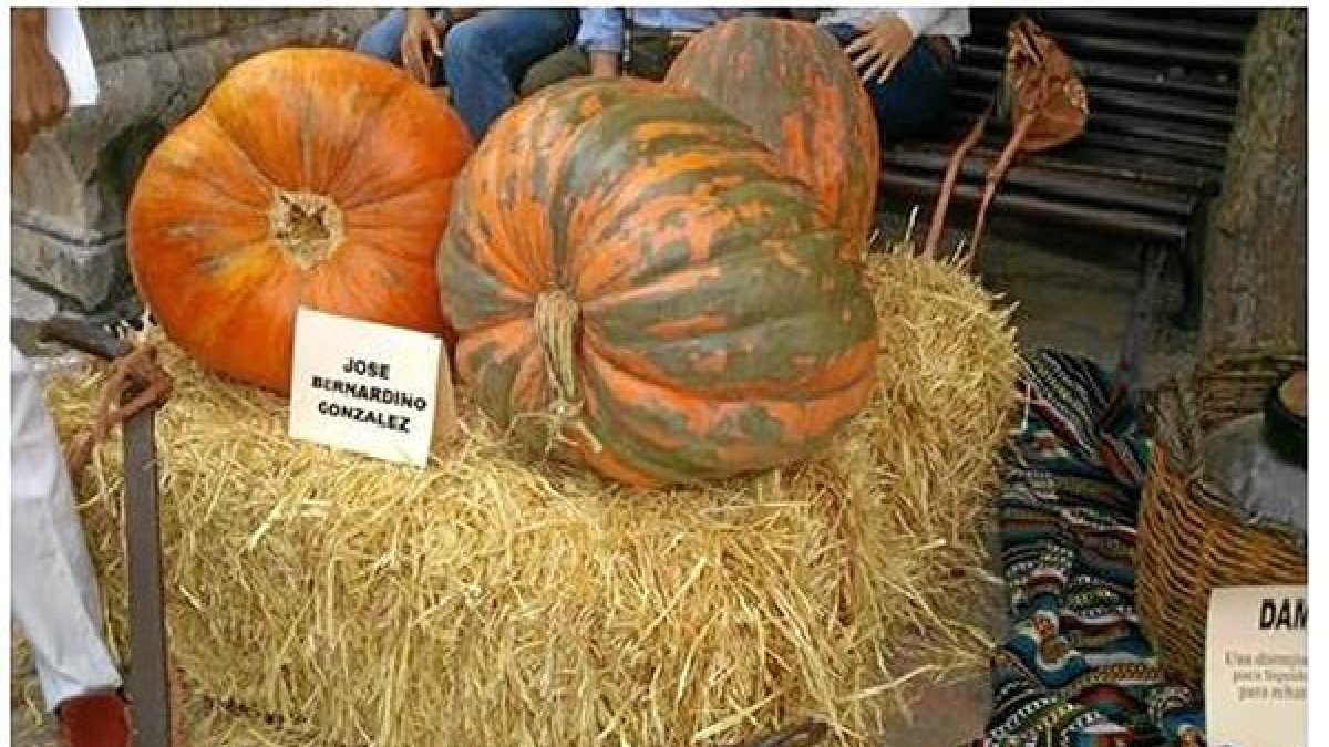 Calabazas del concurso celebrado el año pasado.