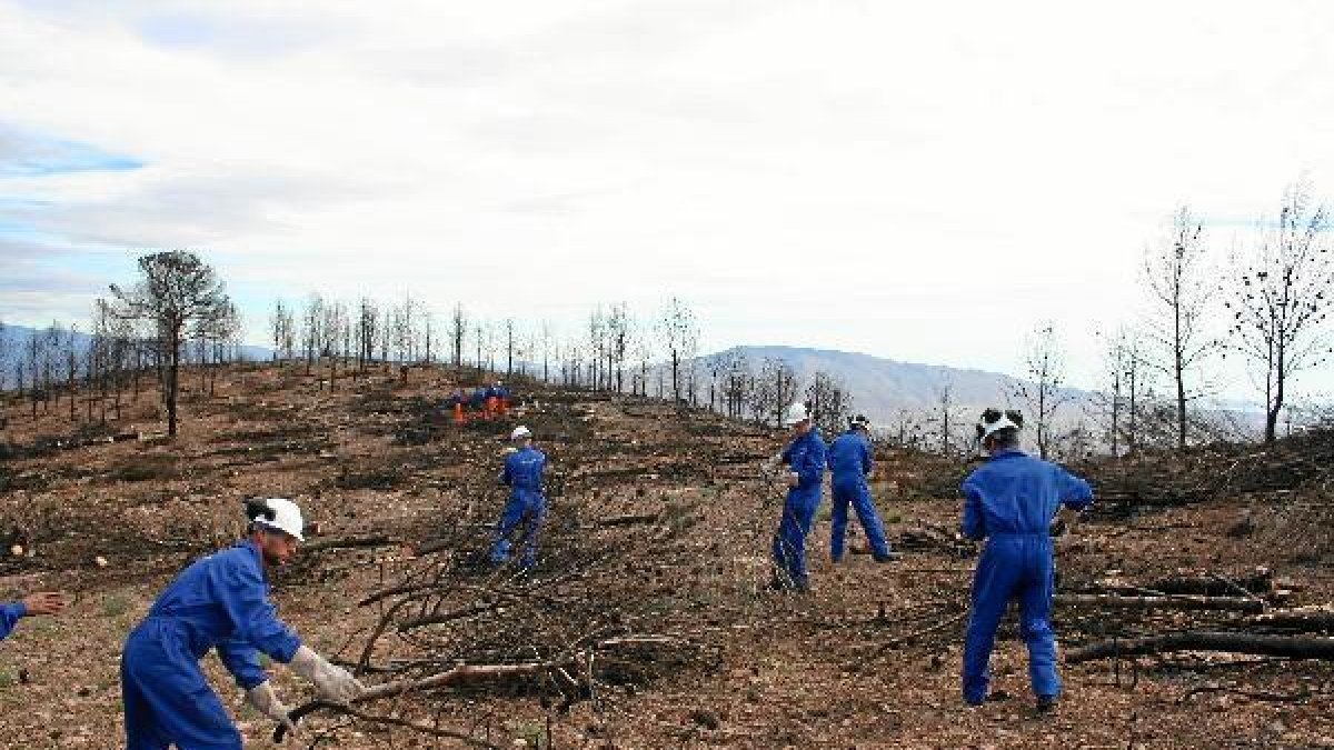 Obreros apilán residuos de pinos quemados.