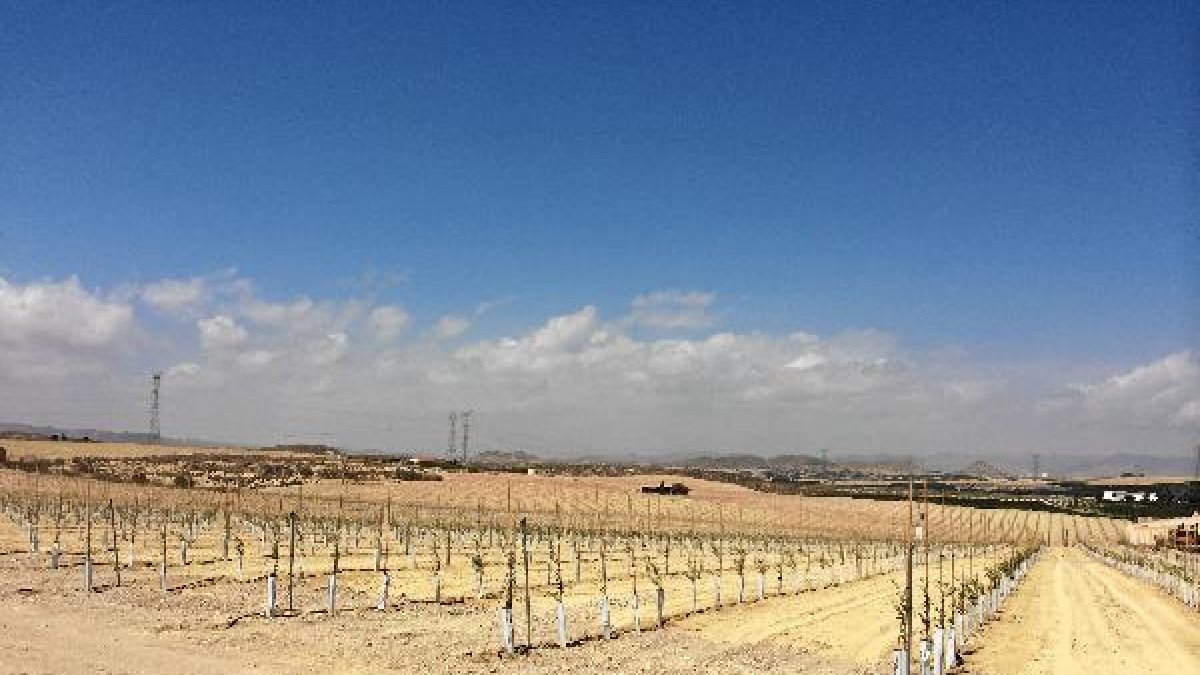 Plantones de miles de olivos junto a Valle del Este de Vera