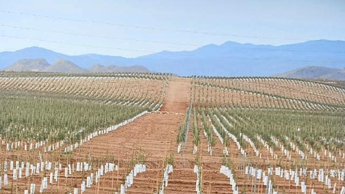 Olivos sobre los que caen los dedos acusadores