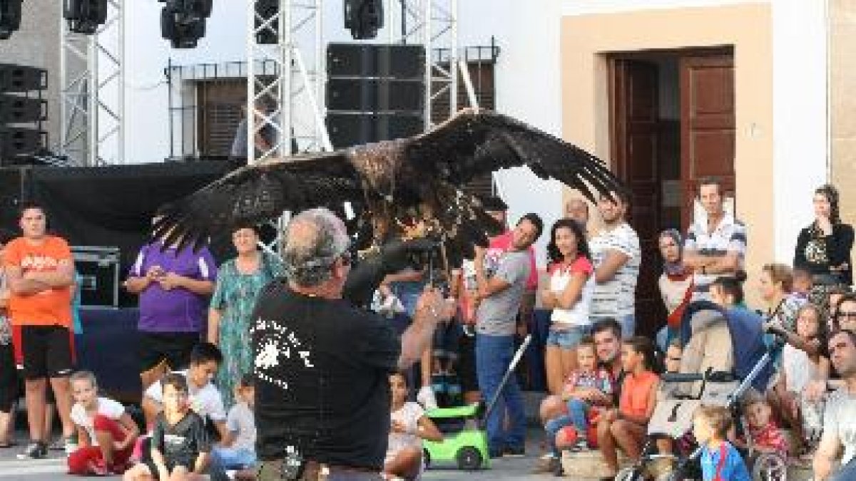 El águila real Espartaco.