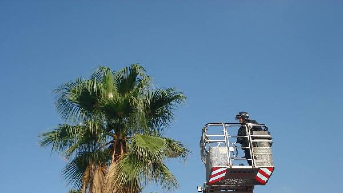 Un bombero rescata a un gato de una palmera.